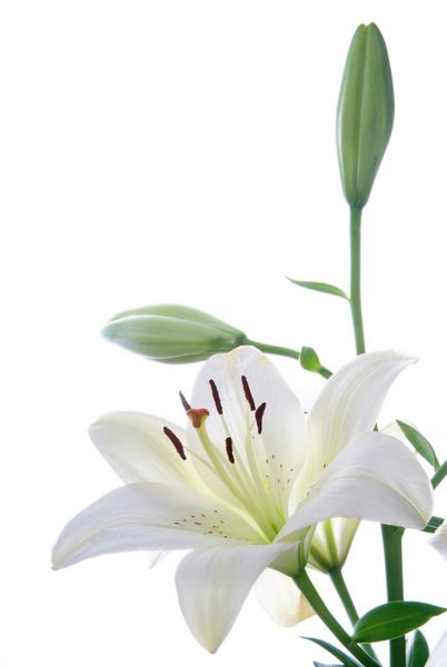 لیلی