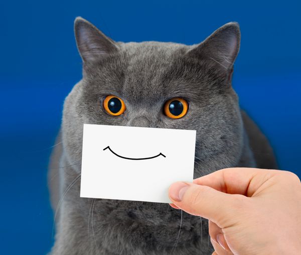 پرتره گربه خنده دار با لبخند روی کارت