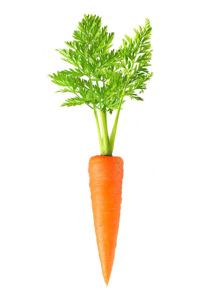 هویج جدا شده در پس زمینه سفید