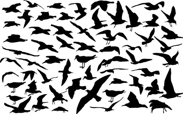 مجموعه وکتور سیلوئت 60 مرغ دریایی در حال پرواز