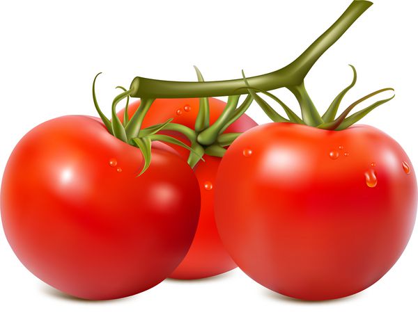 گوجه فرنگی رسیده با قطرات آب شاخه می شود