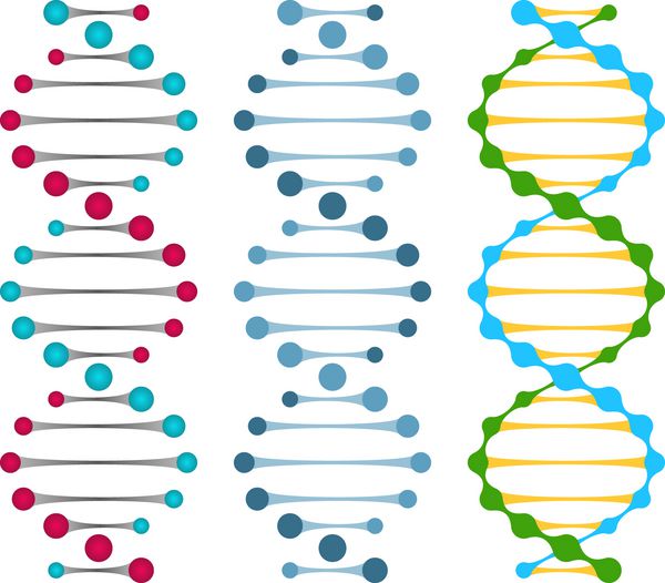 سه نوع مولکول DNA دو رشته ای