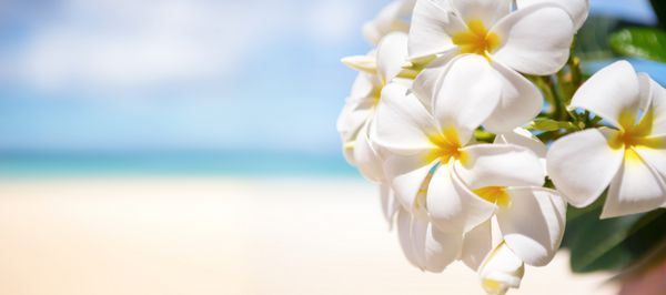 گل سفید استوایی بر فراز ساحل زیبا