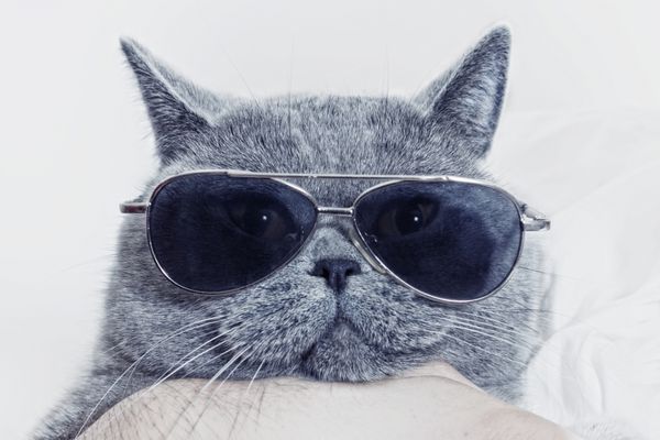 پوزه خنده دار گربه خاکستری در عینک آفتابی