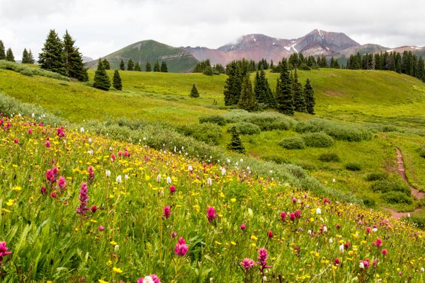 مسیر کلرادو در میان چمنزار پر از گل‌های وحشی با کوه‌هایی در دوردست
