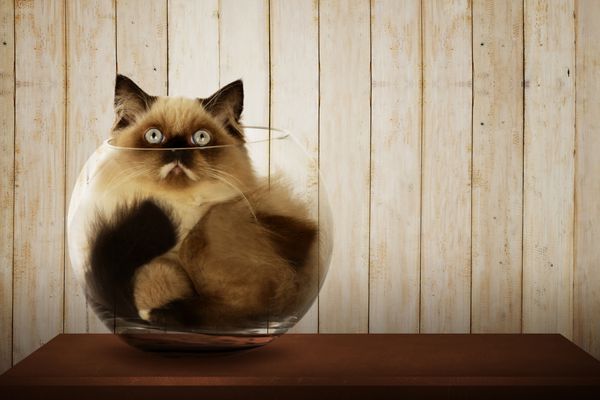 گربه ایرانی ناز داخل کاسه شیشه ای