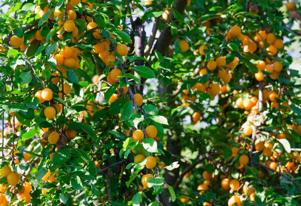 درخت آلو گیلاس پرتقال