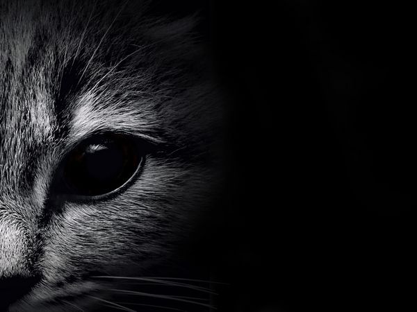 گربه پوزه تیره از نمای نزدیک نمای جلویی