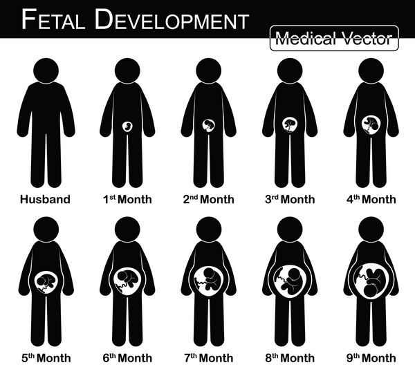 رشد جنین زن باردار و رشد جنین در رحم گام به گام مفهوم پزشکی علوم و بهداشت مفهوم زن و شوهر طرح مسطح سیاه و سفید 