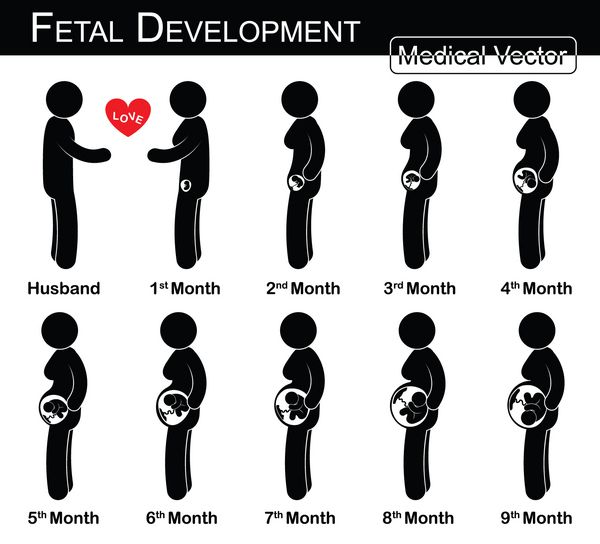 رشد جنین زن باردار و رشد جنین در رحم گام به گام مفهوم پزشکی علم و بهداشت مفهوم زن و شوهر طراحی مسطح سیاه و سفید عشق خانواده