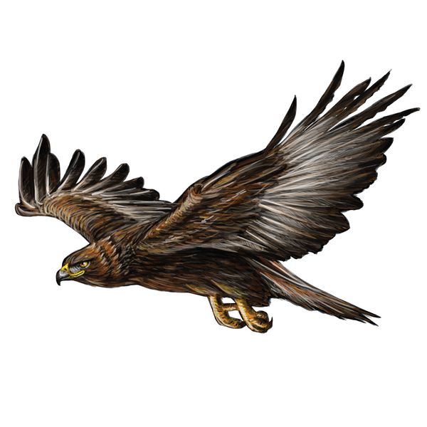 پرواز عقاب طلایی بردار تصویر زمینه سفید را بکشید و نقاشی کنید
