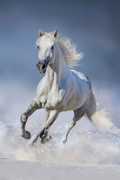اسب در برف