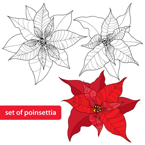 مجموعه ای از گل Poinsettia یا ستاره کریسمس جدا شده در زمینه سفید نماد سنتی کریسمس