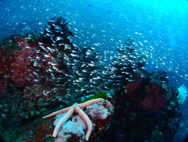 مدرسه ماهی های جوان در نزدیکی صخره های زیبا با ستاره های دریایی بزرگ شنا می کنند تایلند