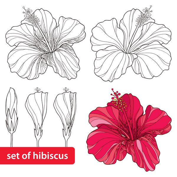 مجموعه ای از Hibiscus چینی یا Hibiscus rosa-sinensis جدا شده در زمینه سفید نماد گل هاوایی