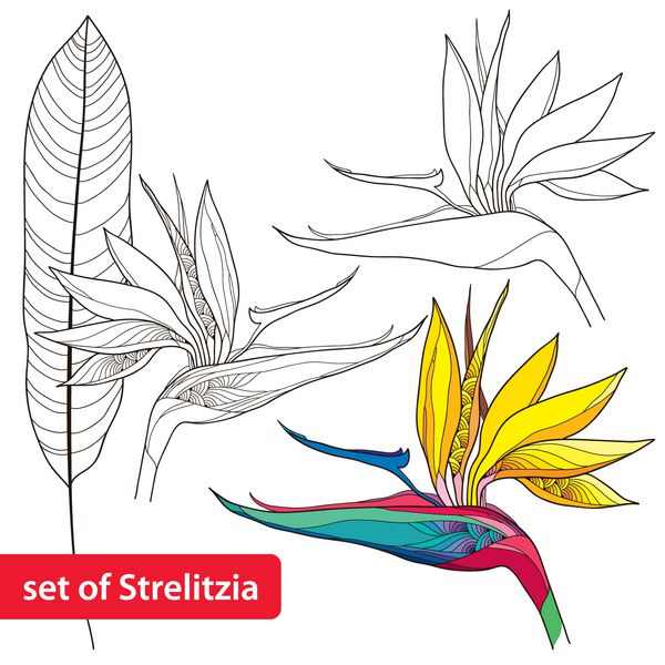 مجموعه گل و برگ Strelitzia reginae یا پرنده بهشتی جدا شده در زمینه سفید