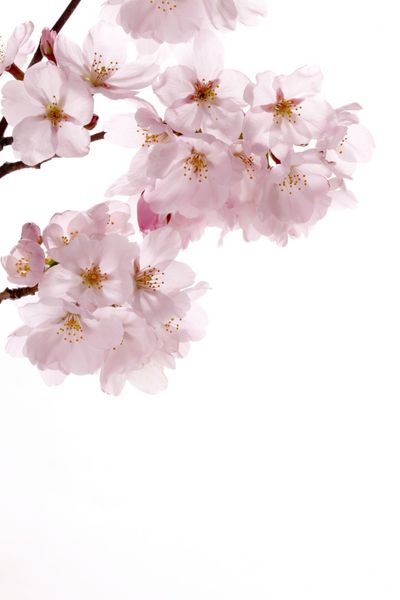 ساکورای صورتی شکوفه گیلاس روی سفید