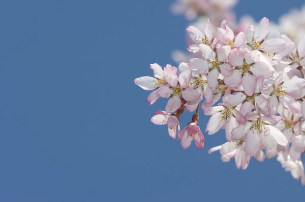 درخت گیلاس شکوفه