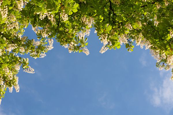 مشاهده گلهای درخشان درخت اسکولوس در آسمان آبی زیر نور خورشید گلهای زینتی فراوان روی درخت عکس گرفته شده در لهستان در فصل بهار جهت افقی