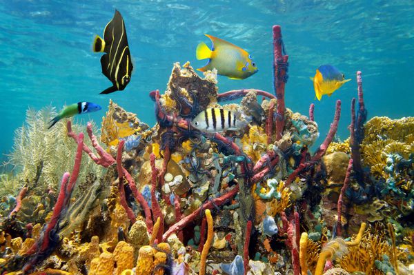 صخره مرجانی با رنگ های زنده از حیات دریایی زیر آب