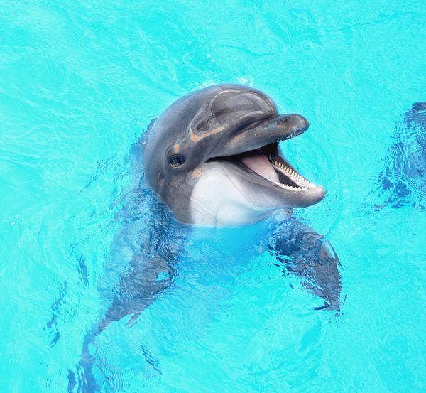 دلفین زیبای خوشحال در حال لبخند زدن در آب استخر آبی در یک روز آفتابی صاف