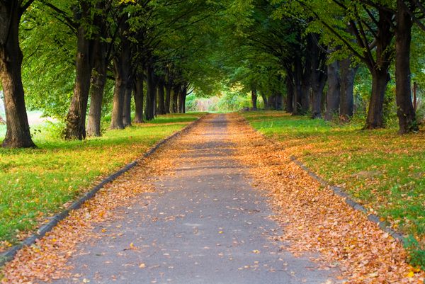 عکس پاییزی برای پروفایل