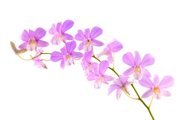 شاخه گل ارکیده دندروبیوم بنفش زیبا صورتی روشن جدا شده روی سفید