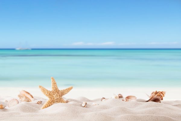مفهوم تابستانی با ساحل شنی صدف ها و ستاره دریایی