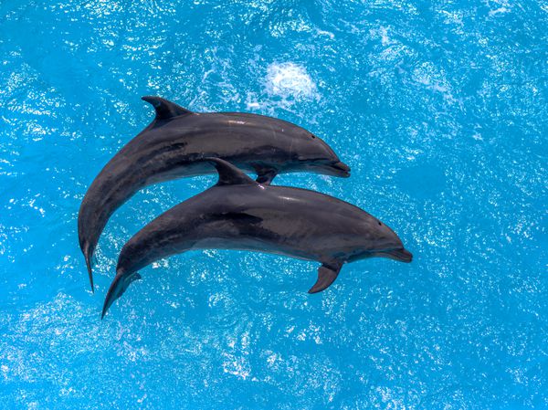 دلفین زیبای خوشحال در حال لبخند زدن در آب استخر آبی در یک روز آفتابی صاف
