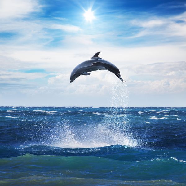پرش دلفین از آب آزاد در دریا در زیر آسمان آبی ابری با خورشید درخشان