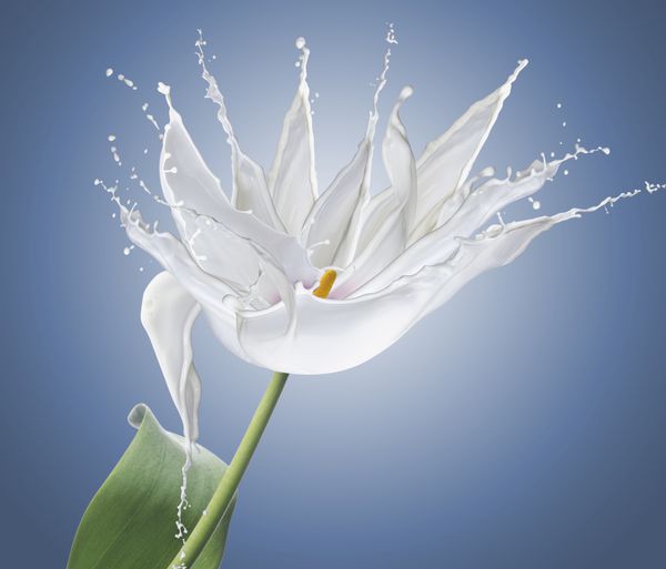 گل ساخته شده از پاشیدن شیر سفید