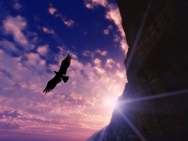 عقاب بزرگ در آسمان آبی پرواز می کند