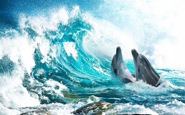 طرح پوستر کاغذ دیواری سه بعدی دلفین ها و موج