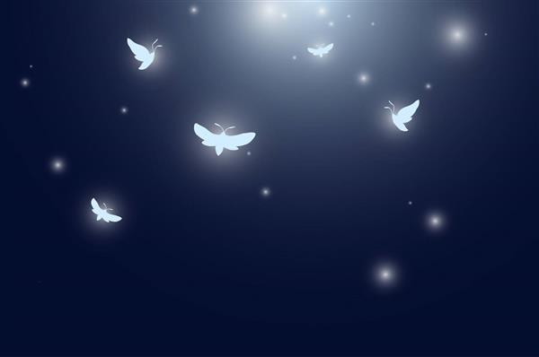 پروانه در حال پرواز در شب