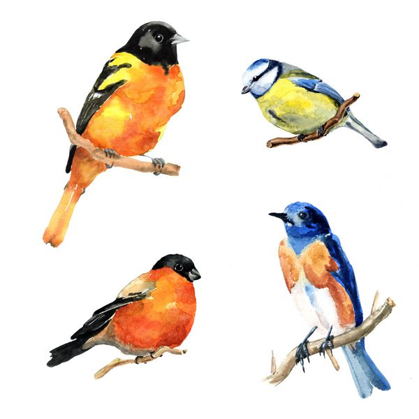 پرنده های آبرنگ نقاشی شده با دست