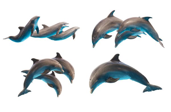 مجموعه ای از دلفین های پوزه بطری پرش جدا شده در پس زمینه سفید
