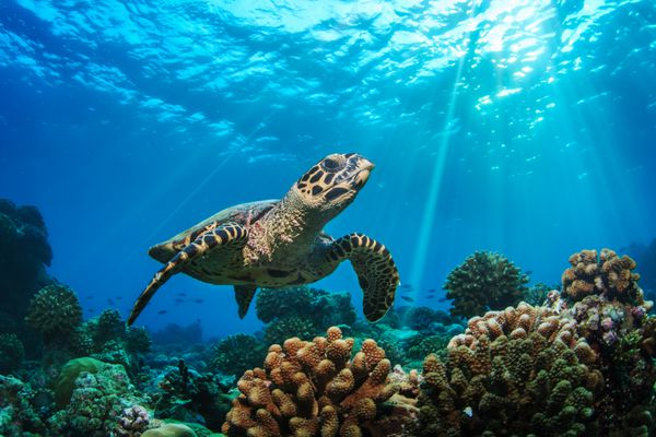 کارت پستال زیبای زیر آب لاک پشت دریایی مالدیو شناور به بالا و بر فراز صخره مرجانی سر در زیستگاه طبیعت وحشی
