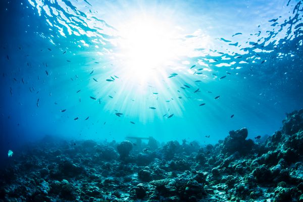 یک صخره زیر آب اقیانوسی با نور خورشید از سطح آب کف مرجانی با شبح های ماهی به عنوان پس زمینه آبزیان دریایی پس زمینه طبیعی