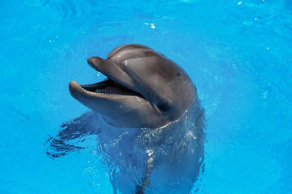 دلفین خندان دلفین ها در استخر شنا می کنند