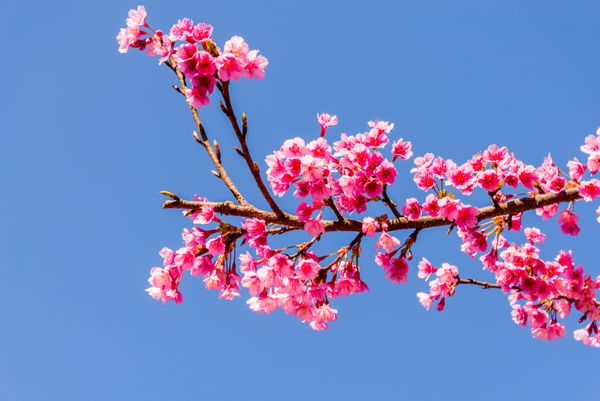 گل های صورتی در تایلند در پس زمینه آسمان آبی Prunus cerasoides در زمینه آسمان آبی Rosaceae Prunus گیلاس هیمالیا وحشی در تایلند در پس زمینه آسمان
