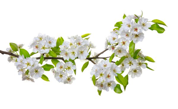 شاخه ای با شکوفه های جدا شده روی سفید