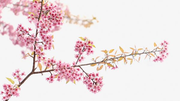 شکوفه گیلاس گل ساکورا