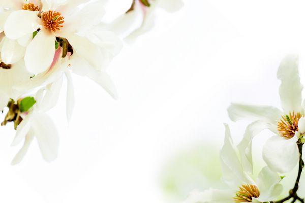ماگنولیا ستاره ای که در فصل بهار در اروپا در پس زمینه سفید به شدت شکوفا می شود