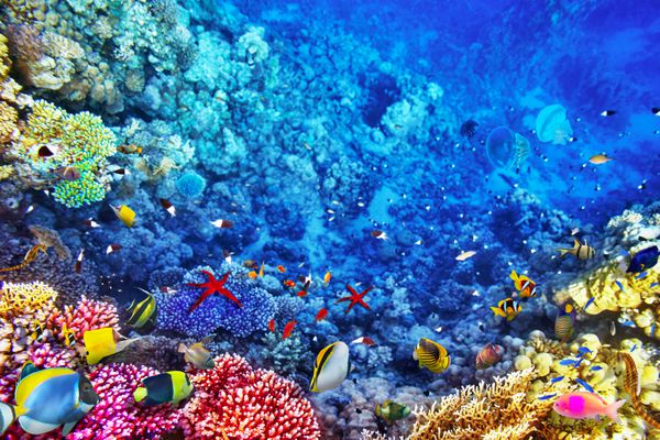 دنیای زیر آب با مرجان ها و ماهی های گرمسیری