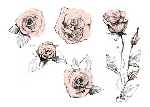 ست گل رز پس زمینه گل های رز با مداد واقعی کشیده شده است جوهر مداد آبرنگ تصویرسازی هنر گیاه شناسی طراحی قدیمی برای دفترچه طرح کتاب سفر کارت تبریک کارت پستال دعوت نامه پارچه