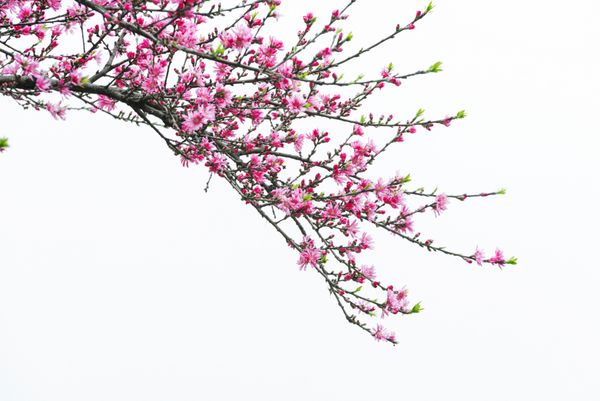 شکوفه هلو جدا شده در زمینه سفید