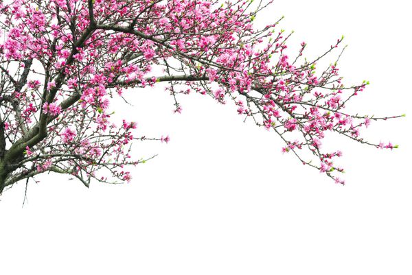 شکوفه هلو جدا شده در زمینه سفید
