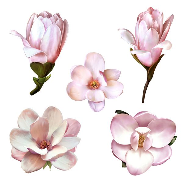 تصویر گل های زیبای آبی صورتی مجموعه ای از گل های بهاری گل های ماگنولیا در نماهای مختلف جدا شده در پس زمینه سفید