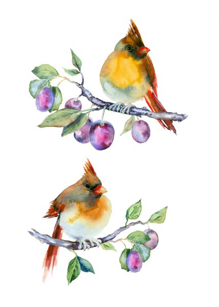نقاشی آبرنگ دو پرنده روی شاخه ای از آلو در زمینه سفید