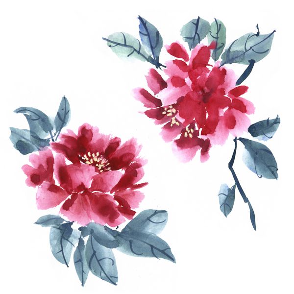 گل صد تومانی آبرنگ قرمز با شاخه برگ جدا شده در پس زمینه سفید نقاشی طبیعت با دست طراحی قدیمی برای کارت پستال کارت پستال پوستر کلاژ پارچه مد
